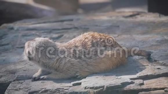 猫鼬坐在石头上开放动物园里的冲浪视频的预览图