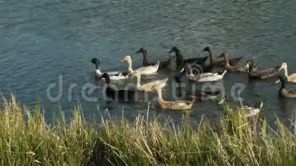 印度在池塘里跑鸭子视频的预览图