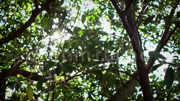 台北公园的绿树丛中慢镜头美丽的阳光视频的预览图