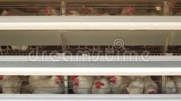 家禽养殖场鸡坐在露天的笼子里吃混合饲料传送带上躺着母鸡蛋鸡舍母鸡视频的预览图