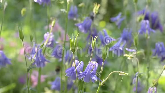 6月夏季大量开花紫色水文学视频的预览图