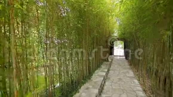 竹树林公园视频的预览图