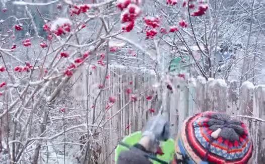 冬天采摘浆果视频的预览图