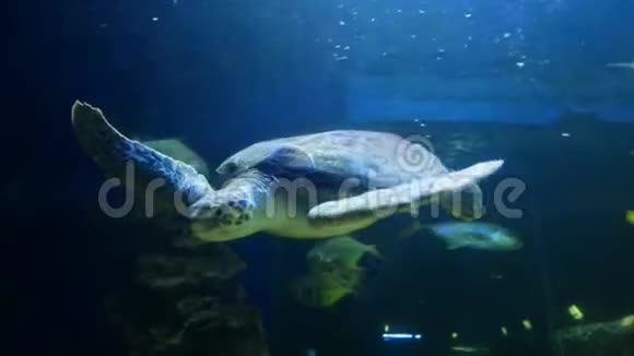 海龟在一个大型水族馆里优雅地游泳视频的预览图
