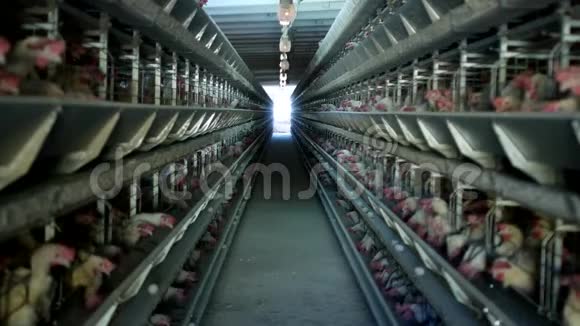 家禽养殖场鸡坐在露天笼子里吃混合饲料传送带上躺着母鸡蛋养殖视频的预览图