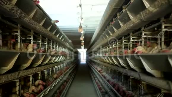 家禽养殖场鸡坐在露天笼子里吃混合饲料传送带上躺着母鸡鸡蛋鸡视频的预览图
