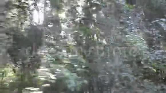 阳光透过亚马逊丛林的树枝窥视视频的预览图