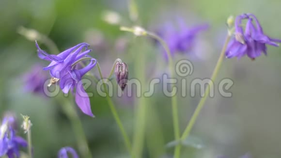 6月夏季大量开花紫色水文学视频的预览图