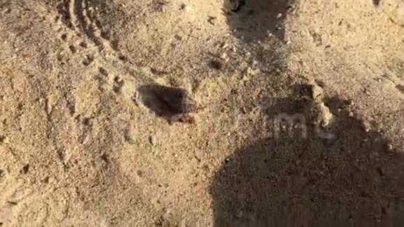蟹在泰国的沙滩上爬行视频的预览图