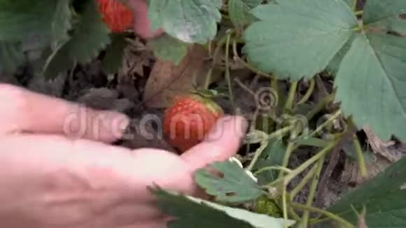 草莓的特写一个人用手检查和触摸一个生长在绿色灌木丛上的大红色草莓视频的预览图