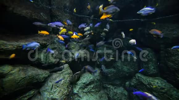 彩色暗礁鱼视频的预览图