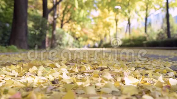 秋天的街道上有黄色的枫叶视频的预览图