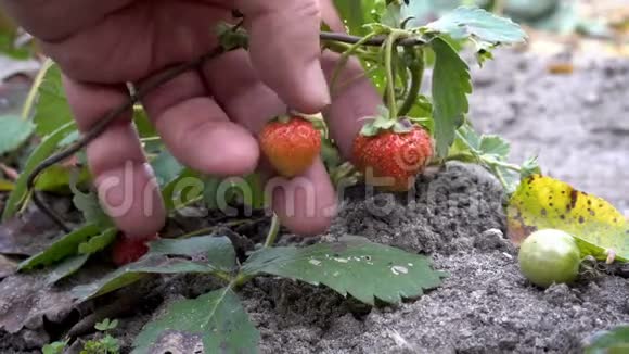 一个人检查并触摸红色浆果的手成熟的草莓生长在花园里的绿色灌木上关闭视频的预览图