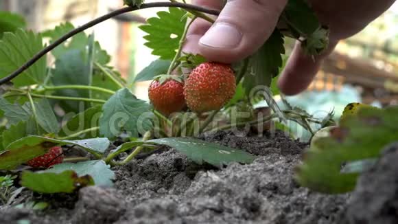 人们在花园里的绿色灌木丛上检查和触摸他的手指红色的成熟的草莓快关门从地面观看视频的预览图