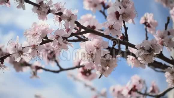 樱花蓝天下美丽的粉红色花果树视频的预览图