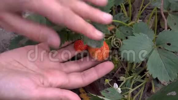 草莓的特写女孩检查一个成熟的红色草莓它生长在绿色的灌木丛上并抚摸它观点视频的预览图