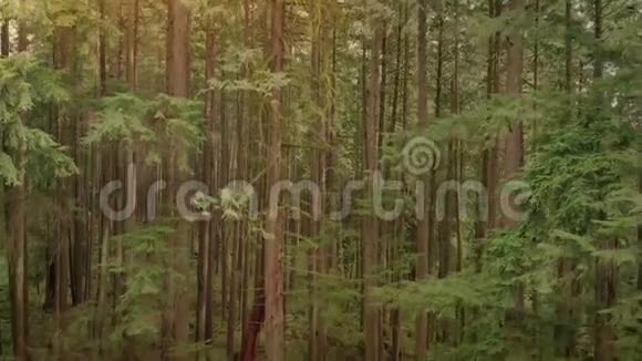 在日落时滑翔公园树木视频的预览图