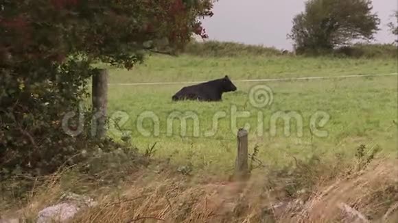 黑牛在草地上不寒而栗视频的预览图