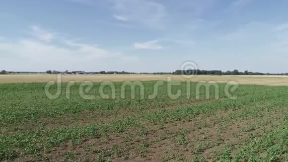 玉米地受到干旱干燥的影响在玉米地上空飞行DJI幻影4Pro视频的预览图