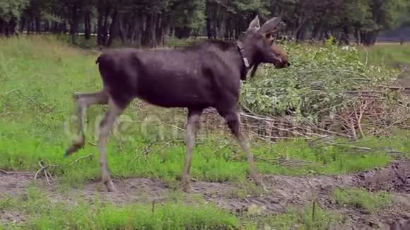 俄罗斯2018年7月27日科斯特罗玛市苏马洛科沃埃尔克农场雄麋鹿沿森林边缘行走视频的预览图