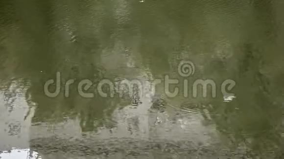 碧波荡漾的池塘水视频的预览图