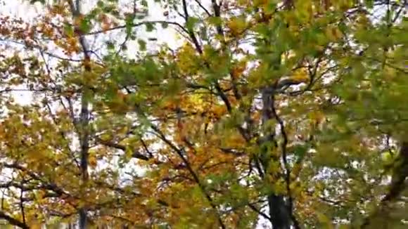 秋天的颜色在树上视频的预览图