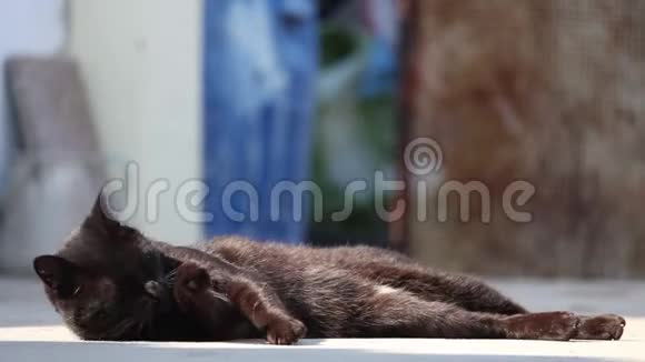 可爱的黑猫非常放松躺下来舔爪子并在外面的明亮的一天打扮自己视频的预览图