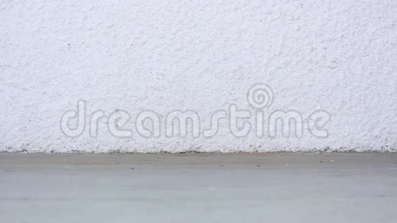 优柔寡断的龟甲猫短暂出现在框架中转身退出场景白色墙壁有复制空间视频的预览图