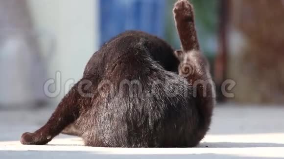 黑猫背对着镜头舔着梳理着自己短暂的停下来看着旁边的东西视频的预览图