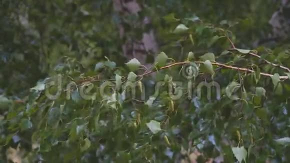 雨中潮湿的树枝和桦树叶视频的预览图