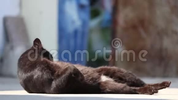 黑猫躺着舔着梳着自己毛茸茸的肚子和白色的皮毛最后猫懒洋洋地盯着摄像机视频的预览图