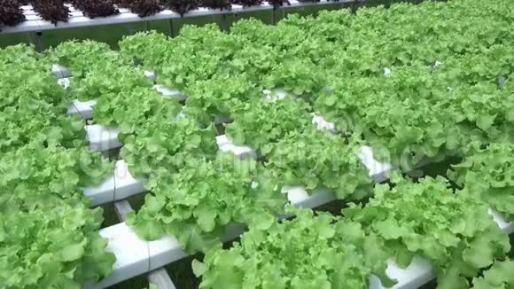 水培蔬菜视频的预览图