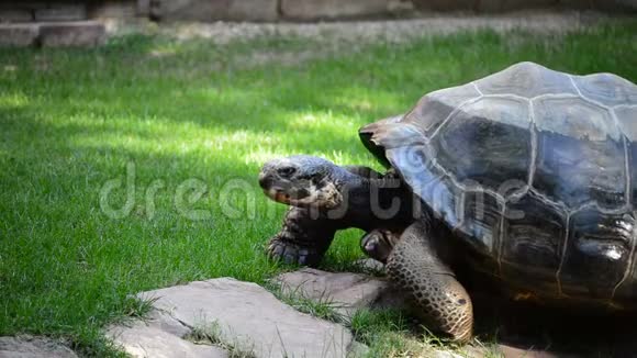 加拉帕戈斯龟或加拉帕戈斯巨龟行走黑龙龟视频的预览图