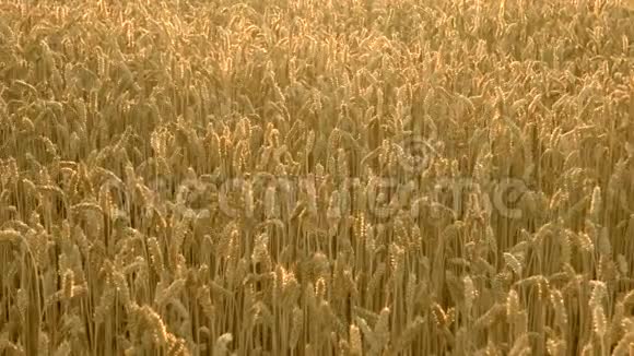 成熟的大麦穗在田间的夏天视频的预览图