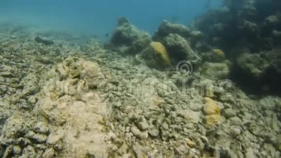 穿过被破坏的珊瑚礁视频的预览图