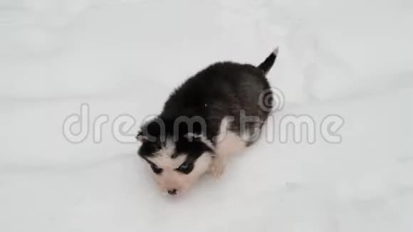 冬天户外的黑色小狗哈士奇视频的预览图