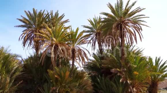 北非的太阳背光枣树视频的预览图