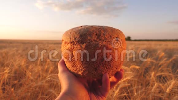 面包制品手心上美味的面包在阳光的照耀下女人手中的面包在麦田上视频的预览图