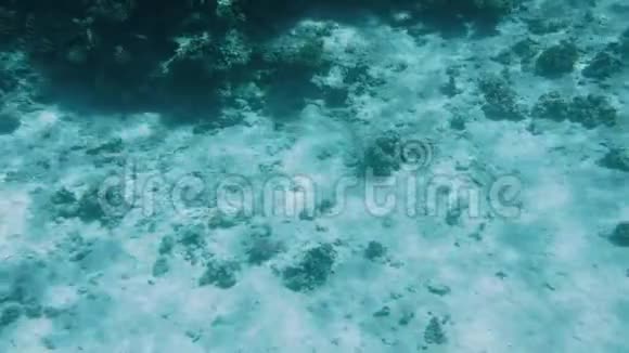 4k摄像机在沙海海底珊瑚礁上移动的慢动作视频视频的预览图