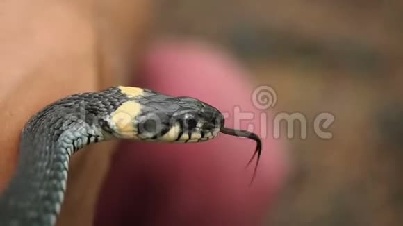 蛇露出舌头嗅了嗅视频的预览图