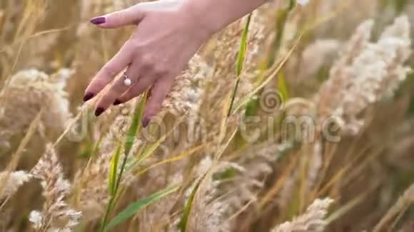 女人的手美丽的指甲抚摸潘帕斯蓬松的草或芦苇灌木在野外户外女孩热爱大自然视频的预览图