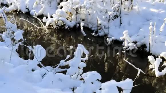 华丽的冬季自然景观冬季森林中的溪流美丽的自然景观树木在水上倒影视频的预览图