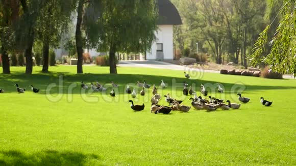 鸭子在公园的绿草上行走视频的预览图