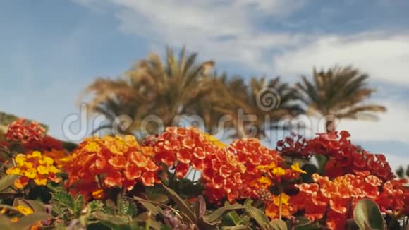 棕榈树背景上的橙花视频的预览图