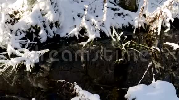 美丽的冬季自然景观冬季森林中的溪流美丽的自然景观树木在水上倒影视频的预览图