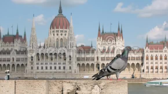 匈牙利议会大厦布达佩斯多瑙河码头上坐着两只城市鸽子视频的预览图