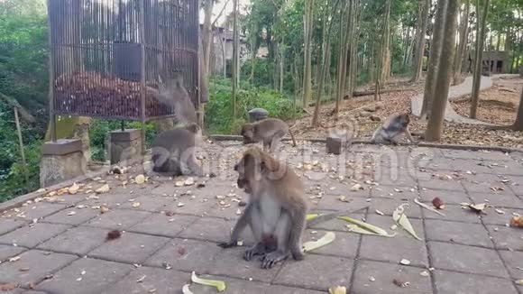 一家猴子在公园里吃糖果视频的预览图