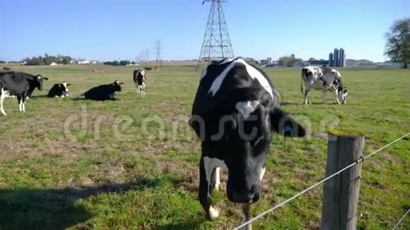 阿米什农场的奶牛在田野里享受阳光明媚的一天视频的预览图