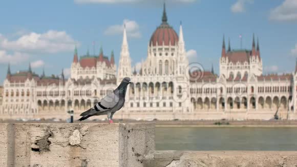 鸽子坐在布达佩斯多瑙河堤岸上匈牙利议会大厦视频的预览图