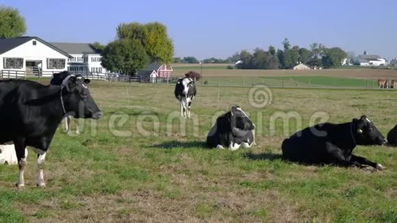 阿米什农场的奶牛在田野里享受阳光明媚的一天视频的预览图
